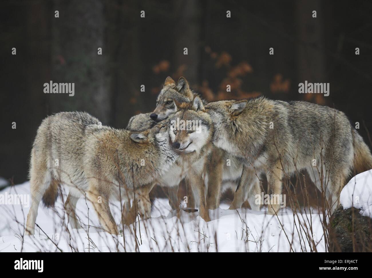Lobos en la nieve Foto de stock