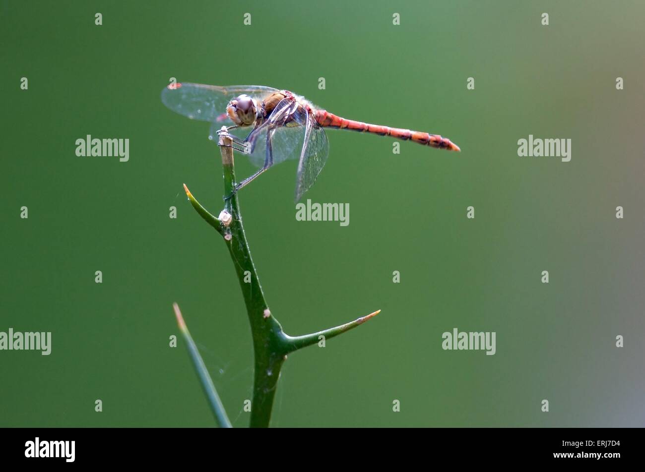Scarlet dragonfly Foto de stock