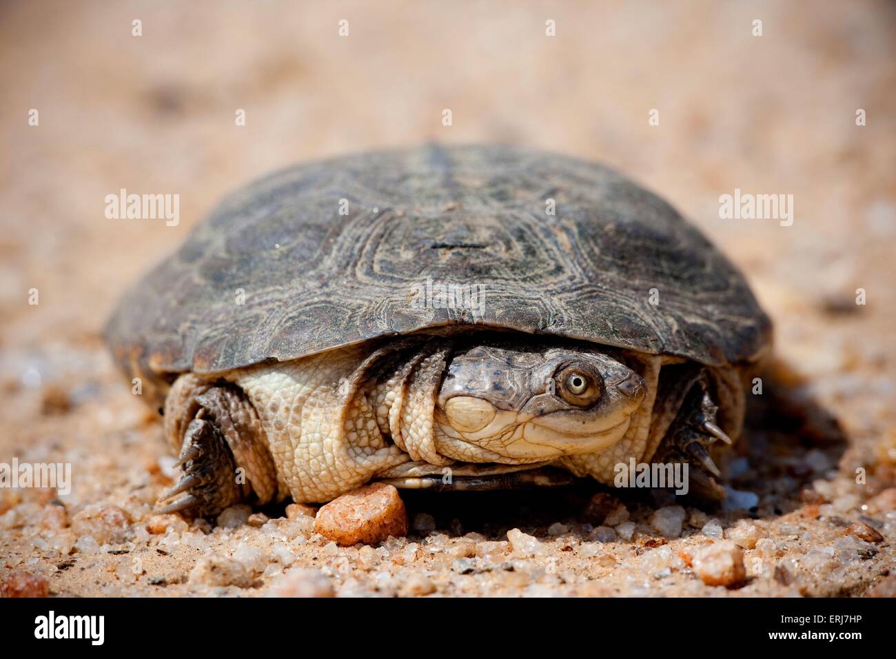 Cooter Foto de stock