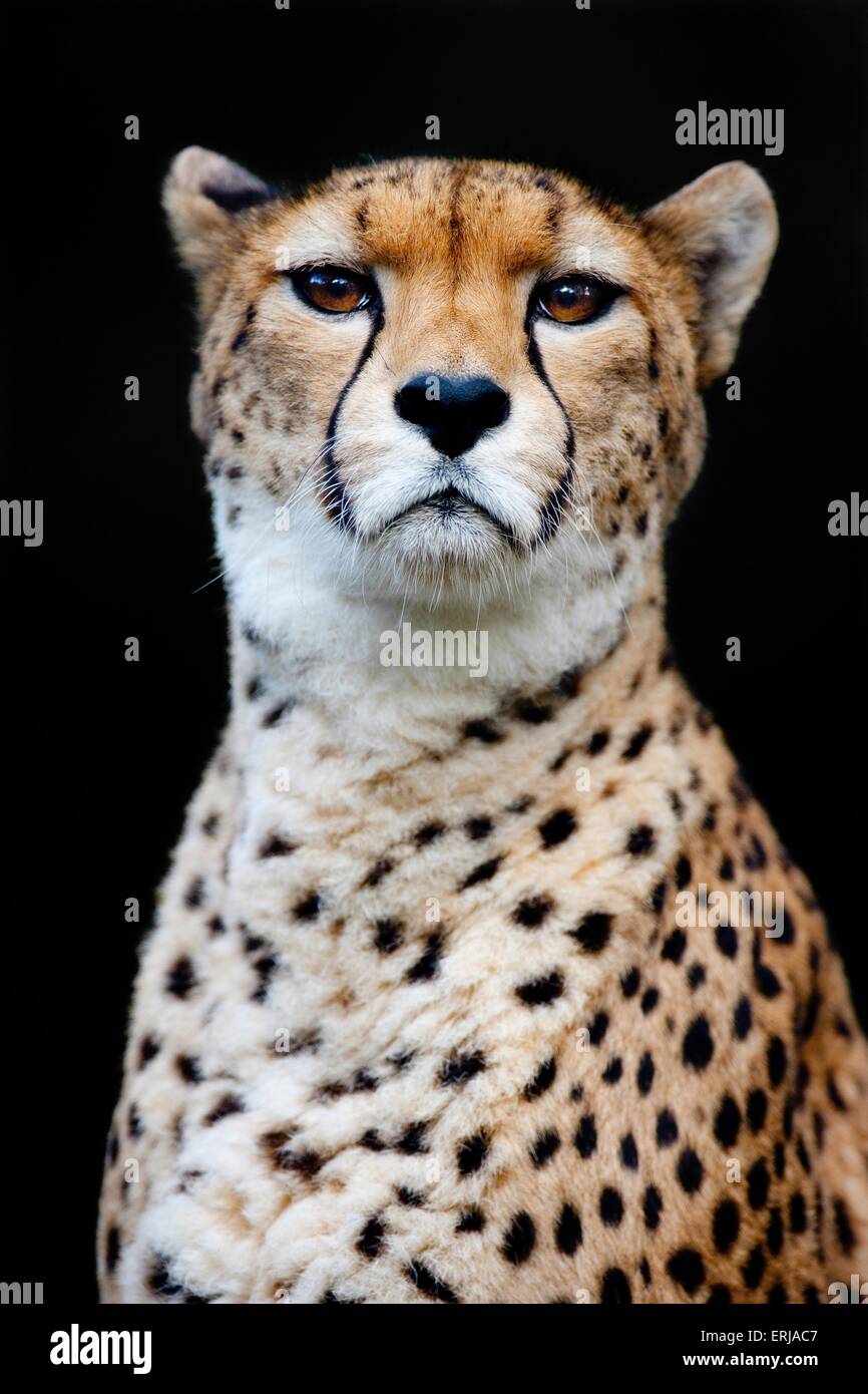 Cheetah Foto de stock