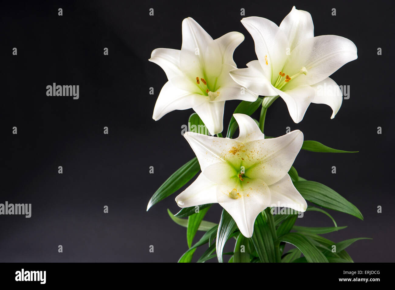 Flores de condolencia fotografías e imágenes de alta resolución - Alamy