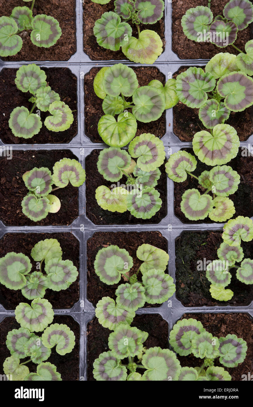 Geranio plantas macho en una bandeja de semillas Foto de stock