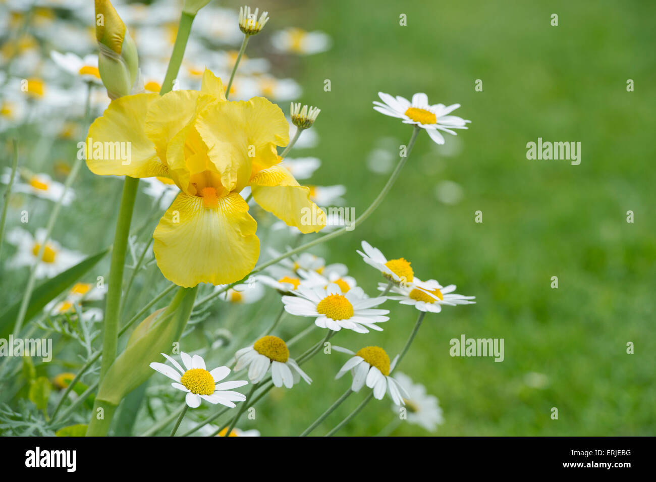 Barba amarilla 'Iris Germanica' Flor en un jardín inglés Foto de stock