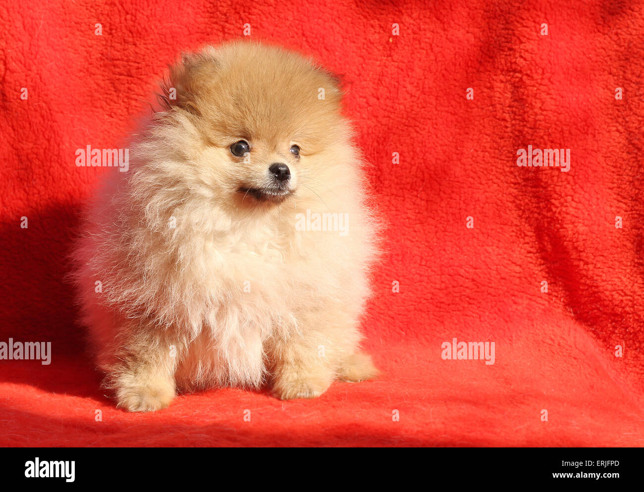Perro Pomerania sentada sobre un fondo rojo. Foto de stock