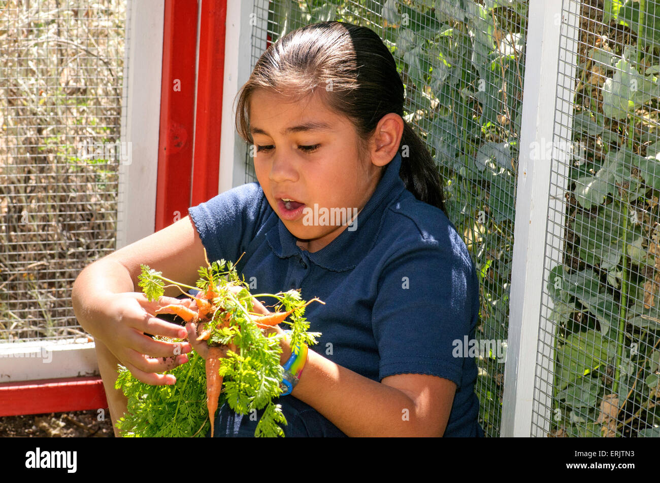 Manzo estudiante de primaria, Valeria Gaona, 8, trabaja en la escuela jardín orgánico, Tucson, Arizona, EE.UU. Foto de stock
