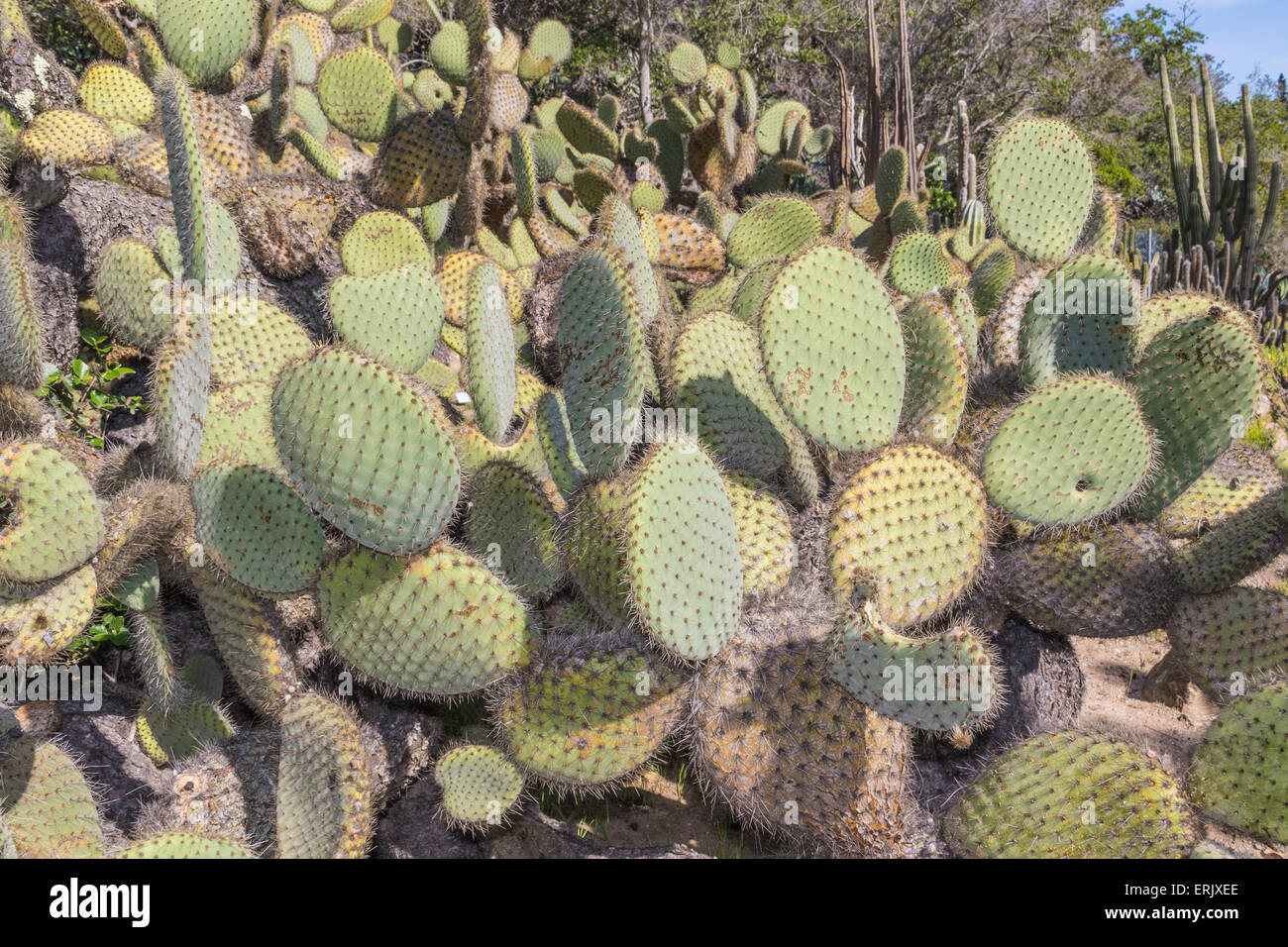Cactus arborescentes en peligro de extinción 'Prickly Pear' en 'Wrigley Memorial Garden' en la Isla Santa Catalina. Foto de stock