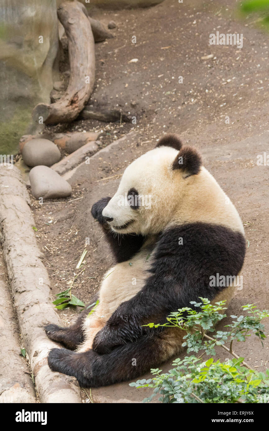 "Cub" Oso Panda gigante en el Zoo de San Diego. Foto de stock