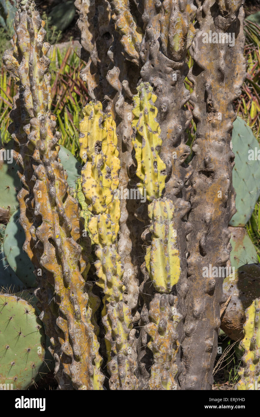 'Monster Cactus' en el Jardín Botánico Wrigley Memorial en la Isla Catalina en California. Foto de stock