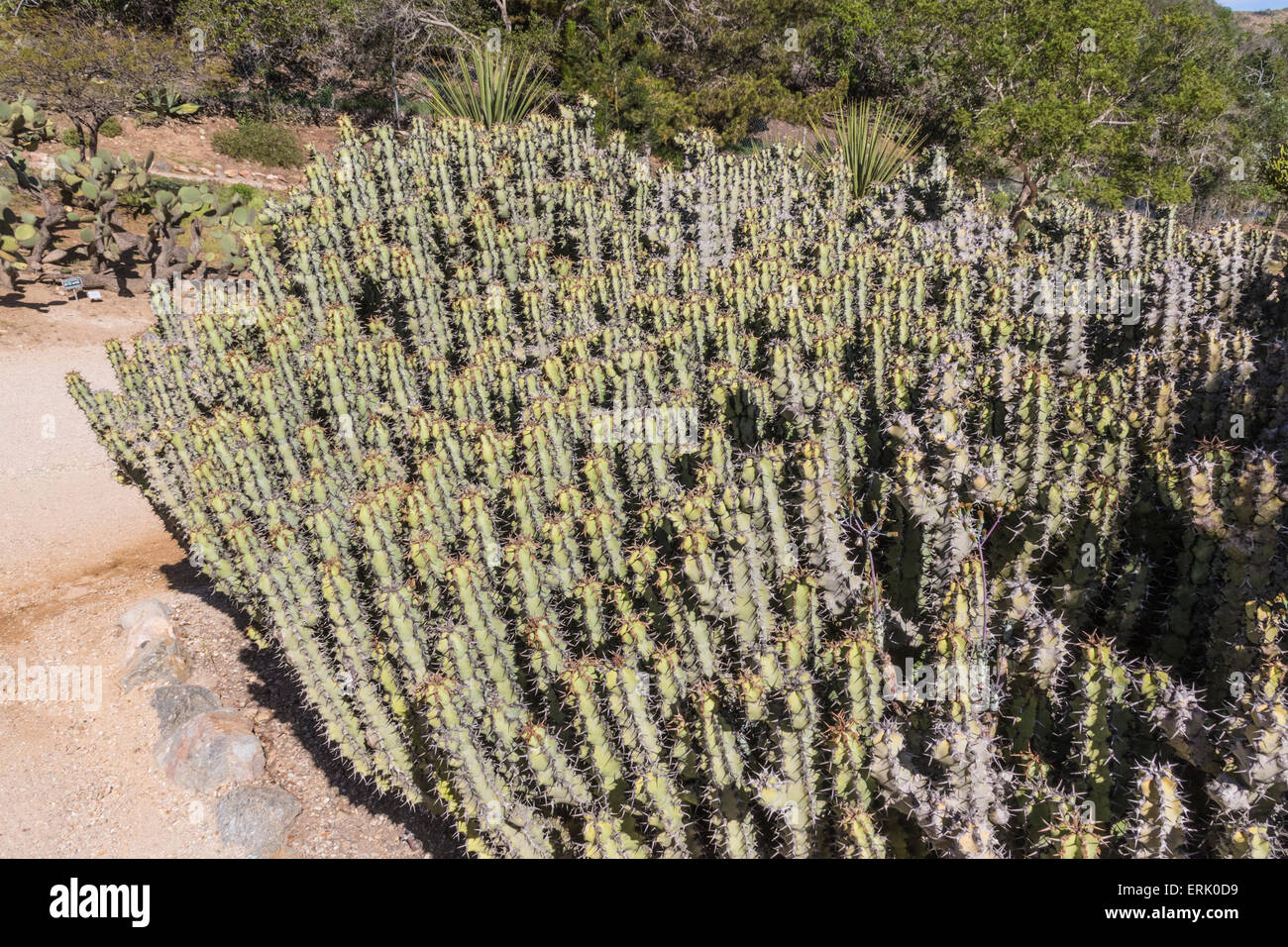 'Sweet Noor spurge' en 'Wrigley Memorial Jardín Botánico" en Catalina Island Foto de stock