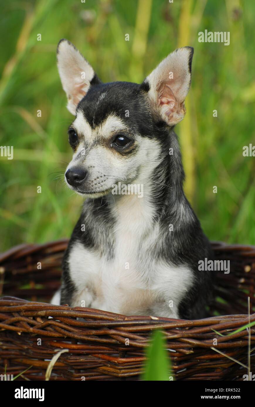 Chihuahua Foto de stock