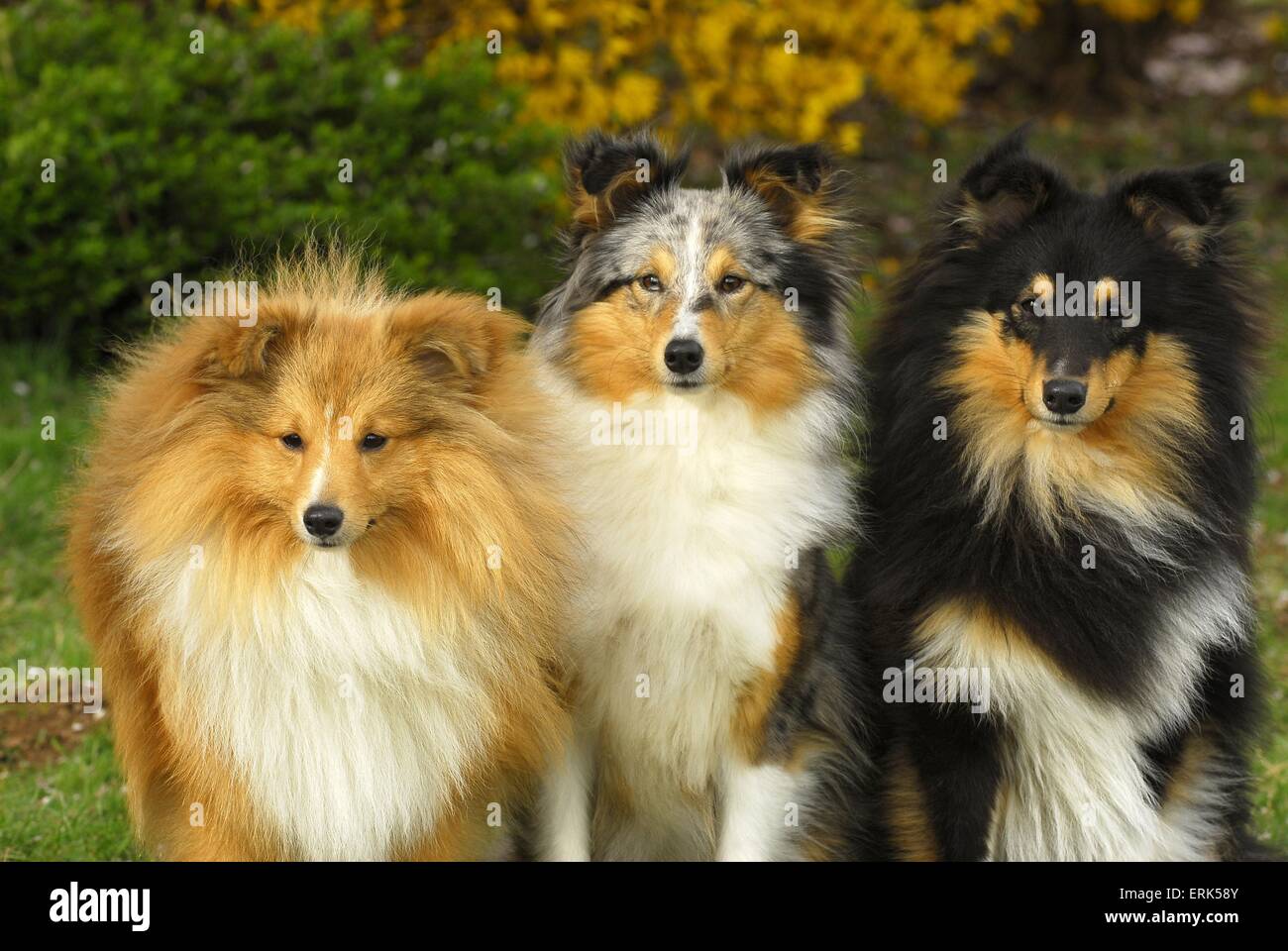Perros de pastor Shetland Foto de stock