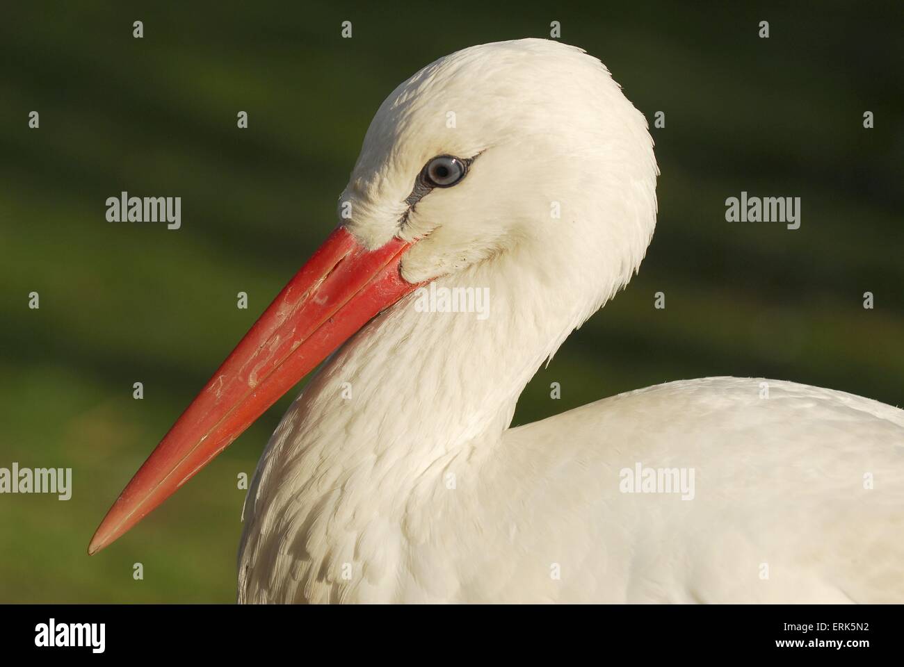 Cigüeña blanca Foto de stock