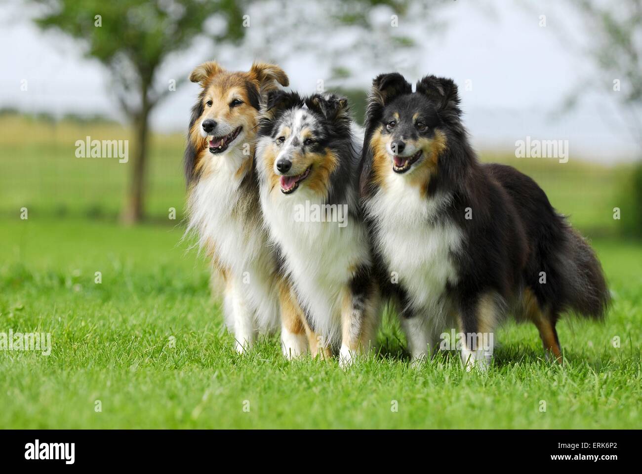 Perros de pastor Shetland Foto de stock