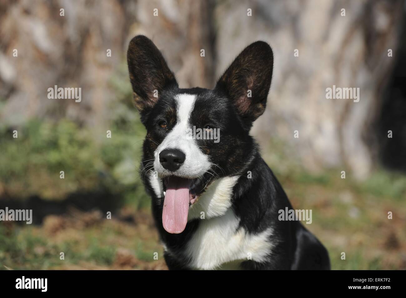 Welsh Corgi Cardigan Retrato Foto de stock