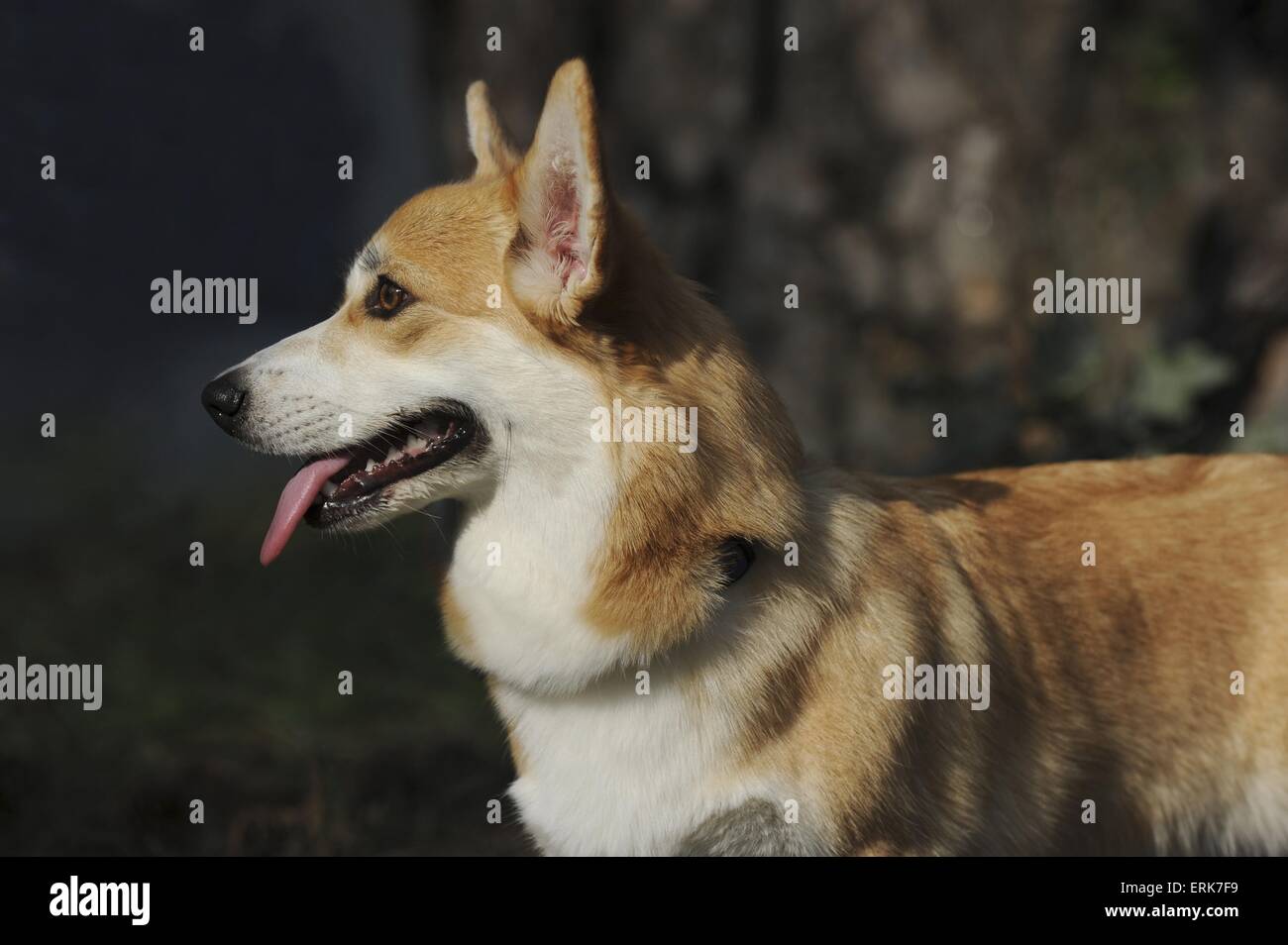 Welsh Corgi Pembroke Retrato Foto de stock