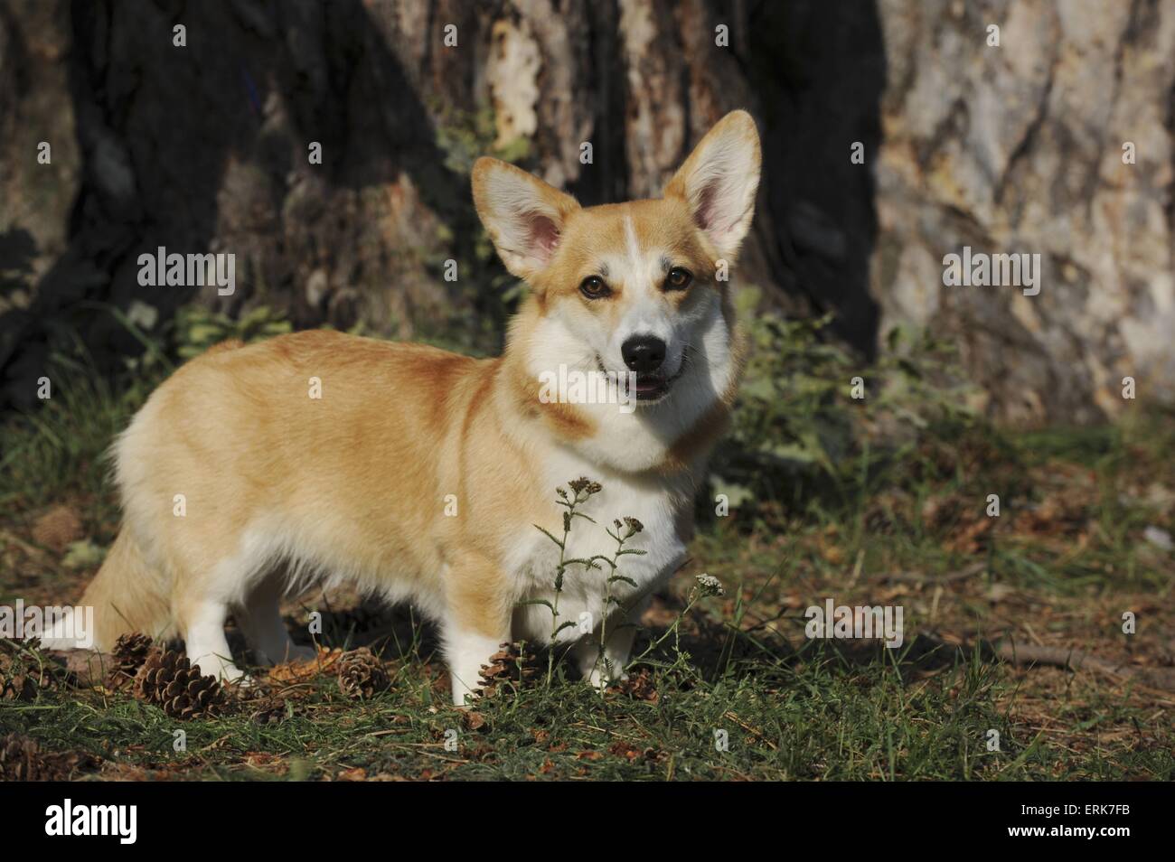 Welsh Corgi Pembroke Foto de stock