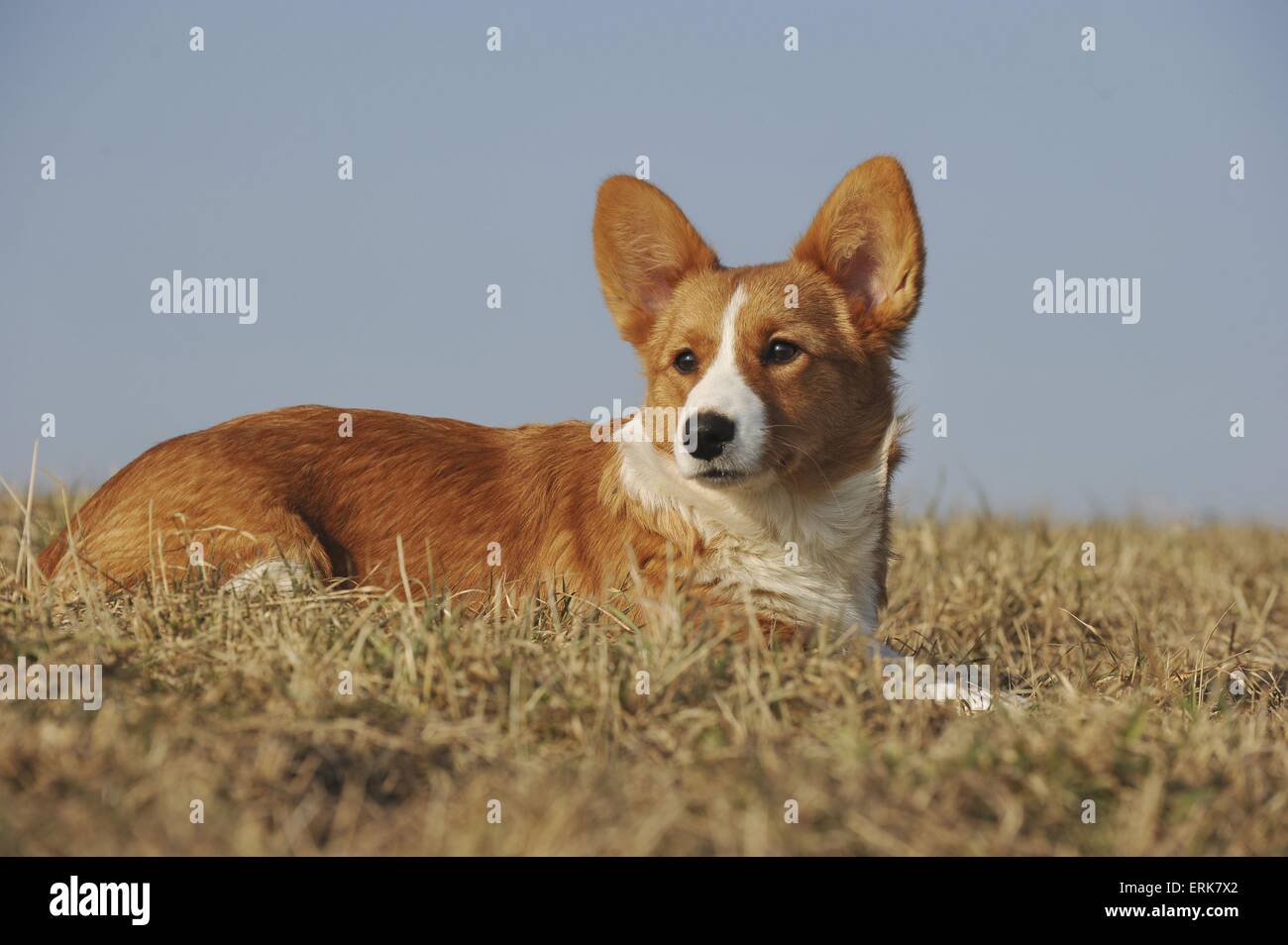 Welsh Corgi Cardigan Puppy Foto de stock