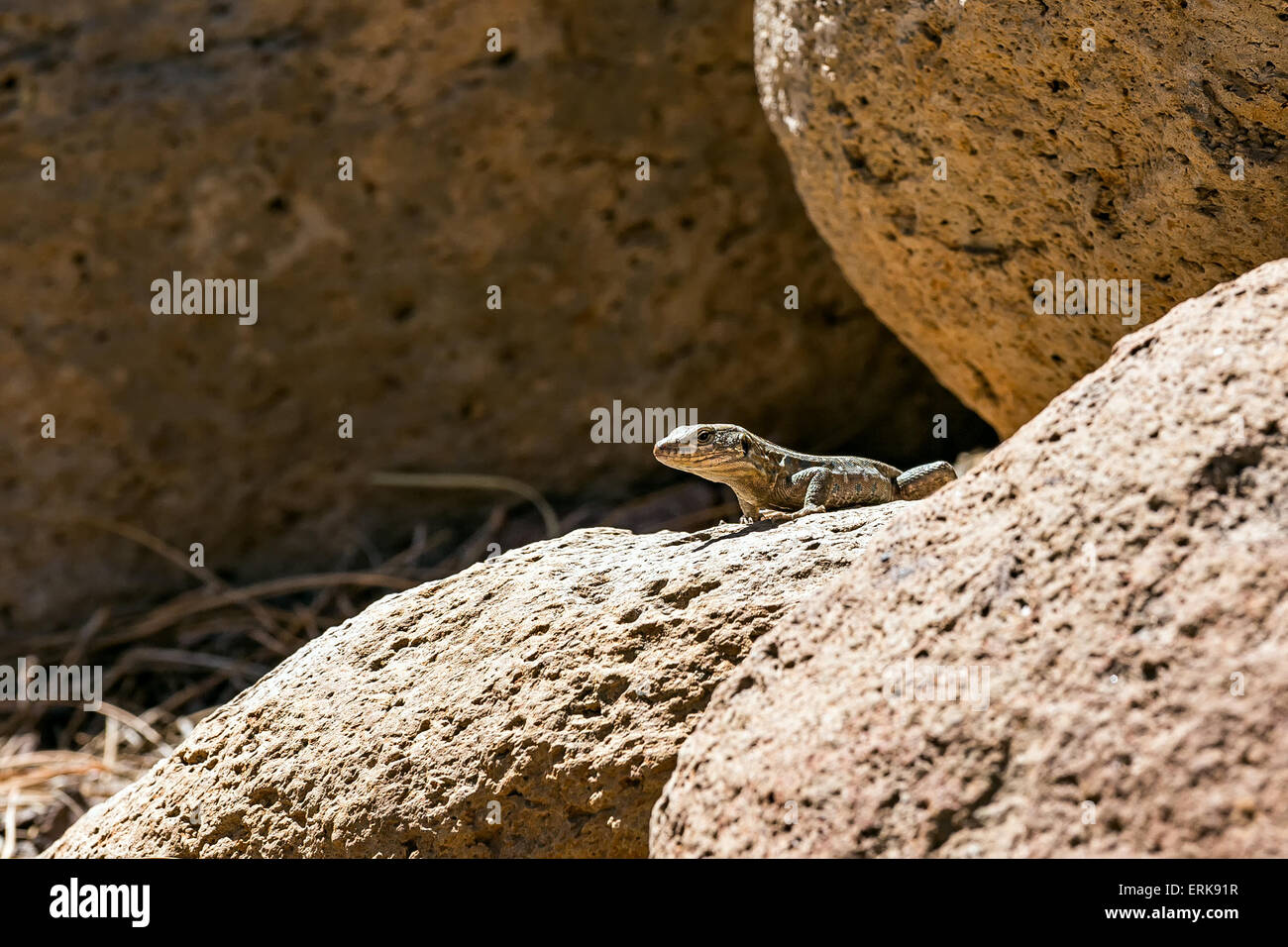 El lagarto o reptil lacertian sentado en piedra Foto de stock
