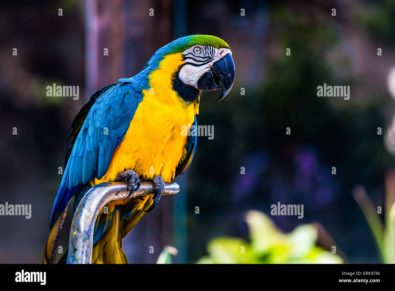 Amarillo o azul y oro loros guacamayos emplazamiento sobre metal percha en zoo Foto de stock
