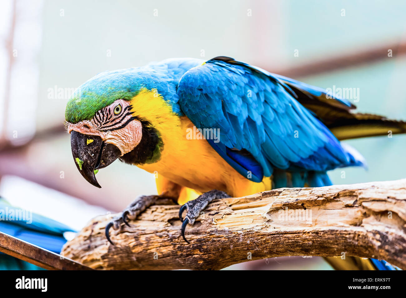 Amarillo o azul y oro loro Guacamayo de madera apoyado sobre la perca en zoo Foto de stock