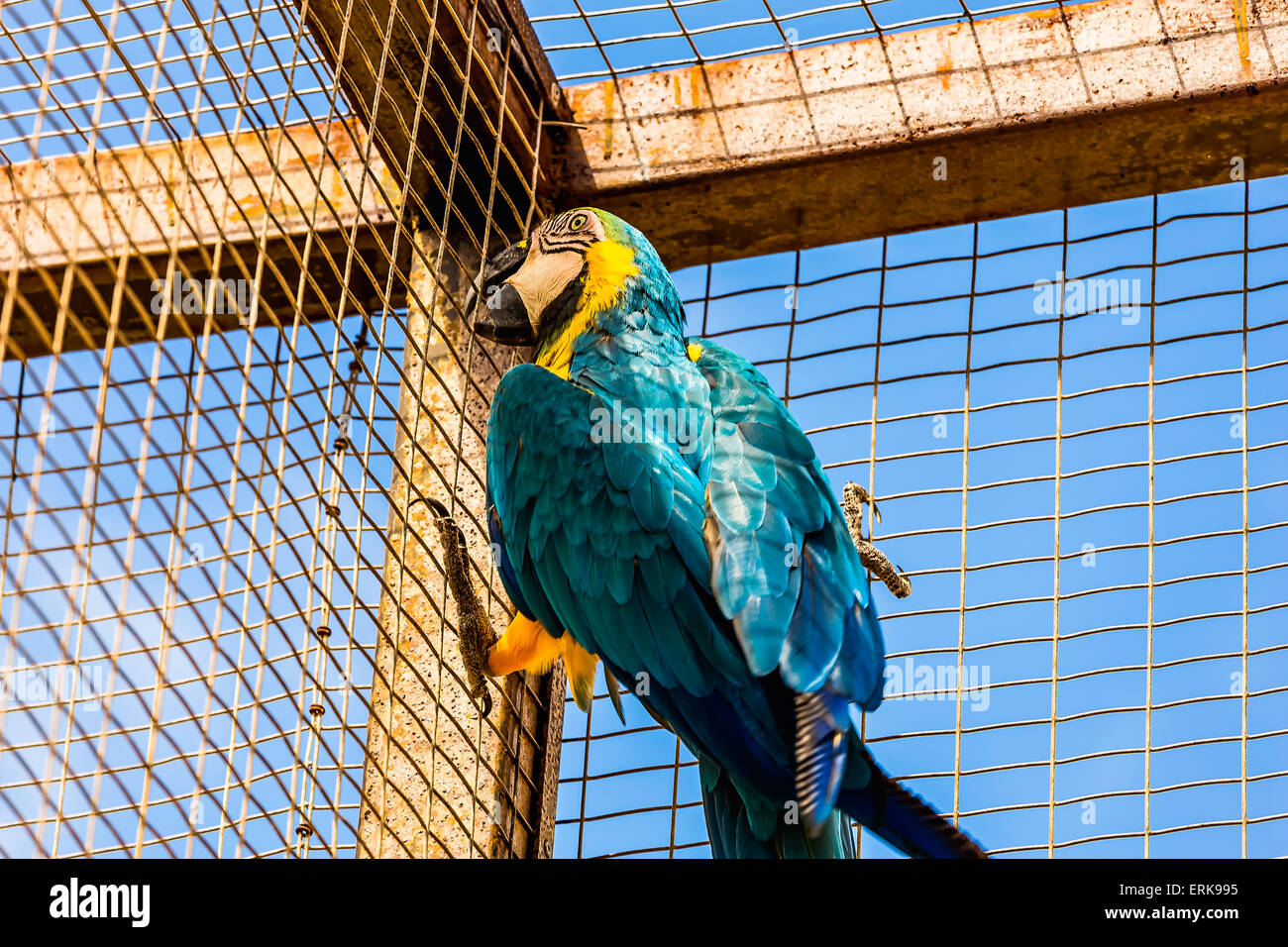 Amarillo o azul y oro loros guacamayos en el parque zoológico de la celda Foto de stock