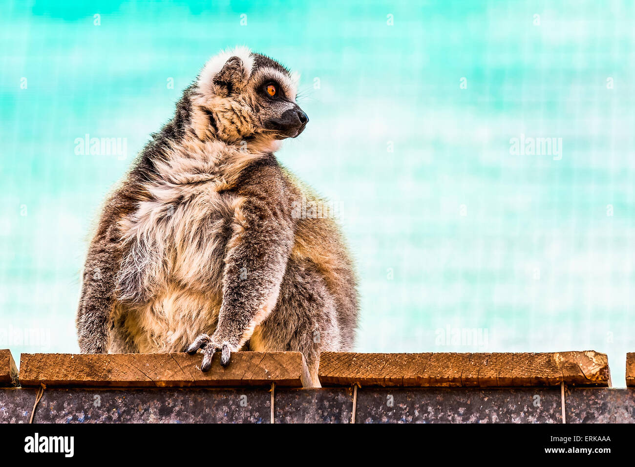 Fatty gracioso lemur con un vientre grande sentado en el tablero de madera en el parque zoológico de tablones sobre fondo turquesa Foto de stock