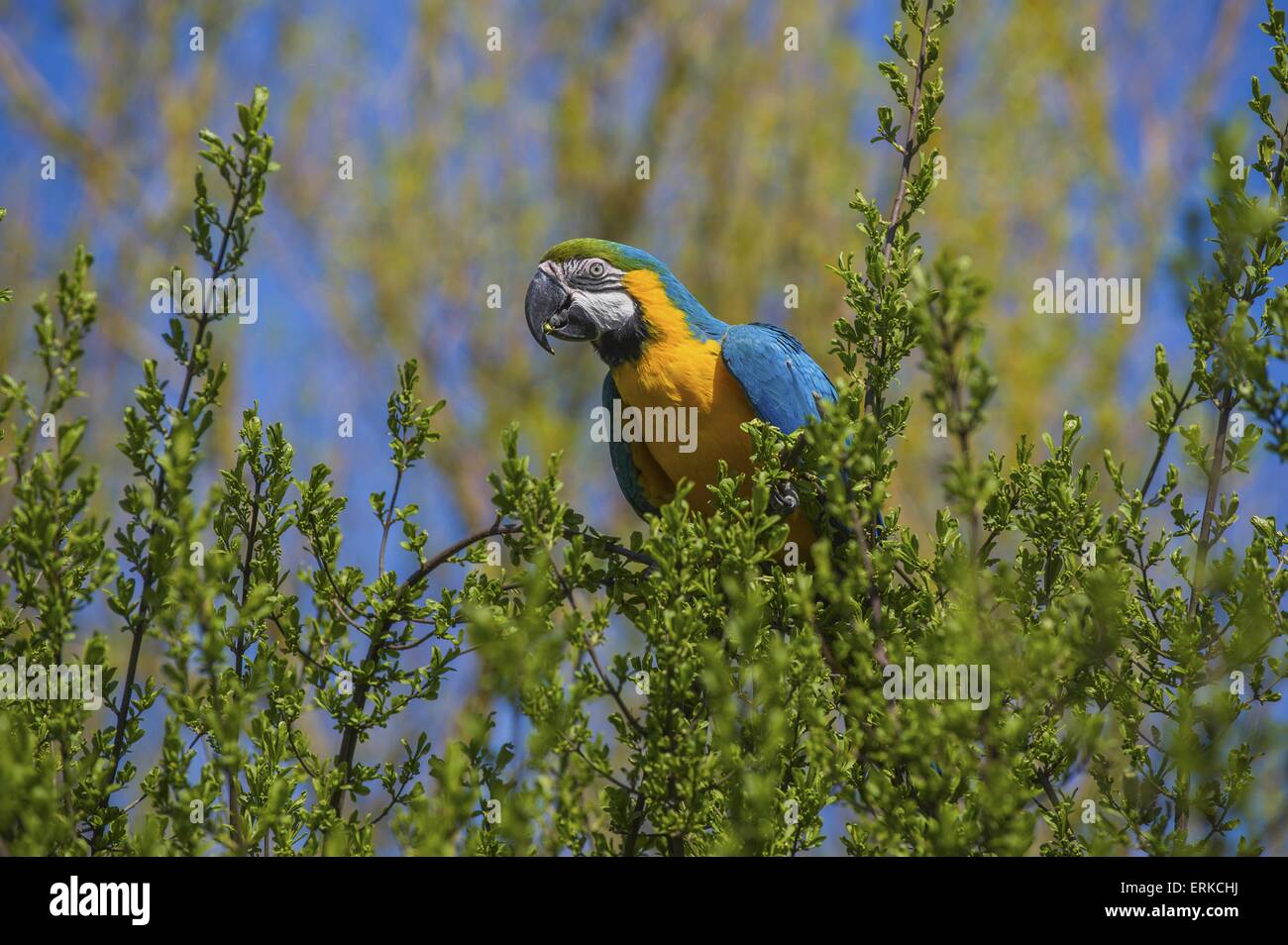 Guacamayo azul y oro Bird Park Marlow Foto de stock