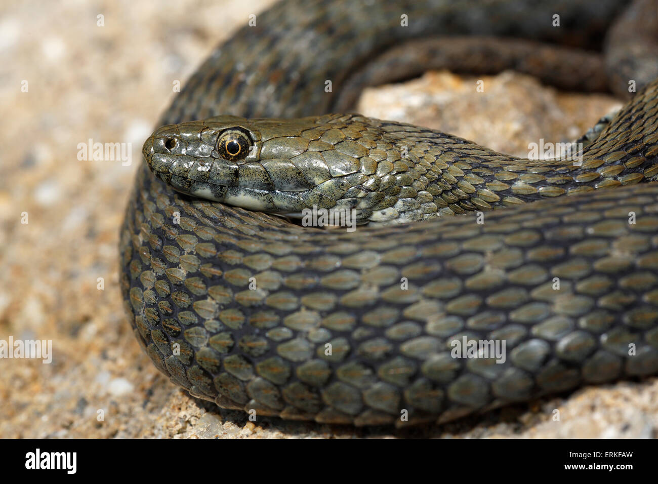 Dados la serpiente (Natrix tessellata) regodearse en piedra, Hungría Foto de stock