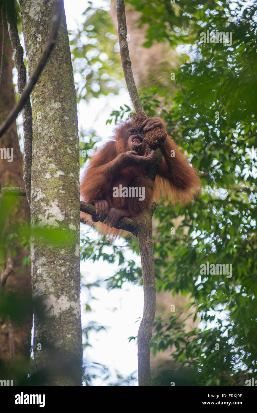 Joven orangután de Sumatra, pongo abelii en el árbol, alimentándose de termitas en el Parque Nacional de Gunung Leuser, en el norte de Sumatra, Indonesia. Foto de stock