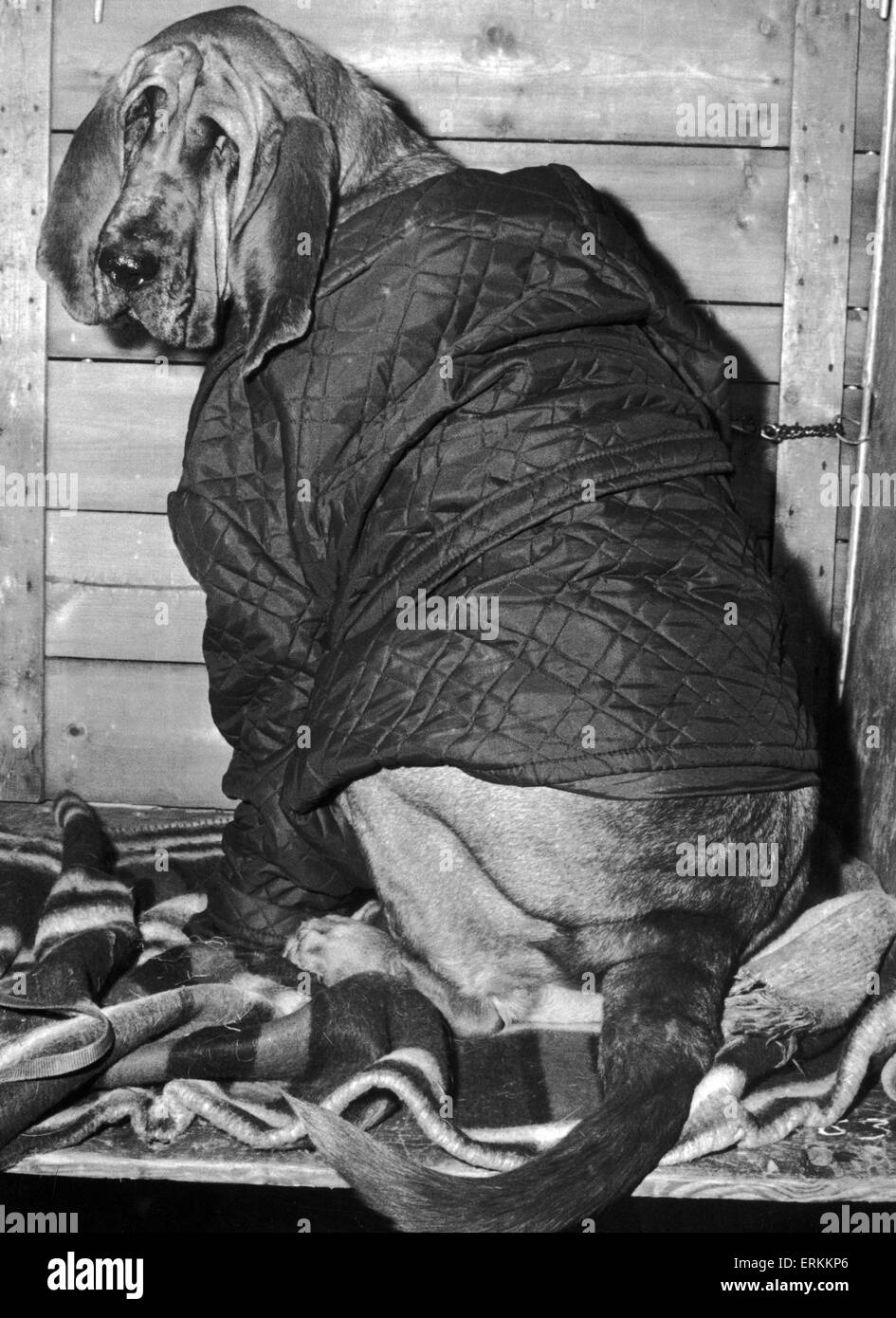Este sabueso encontró su anorak para ser justo la cosa para mantener el frío afuera. El 10 de noviembre de 1969. Foto de stock
