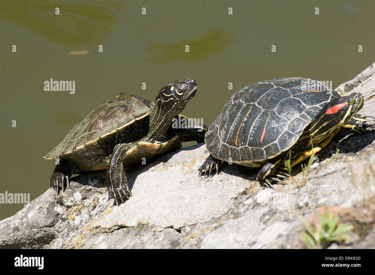 Tortugas rojas orejas fotografías e imágenes de alta resolución Alamy