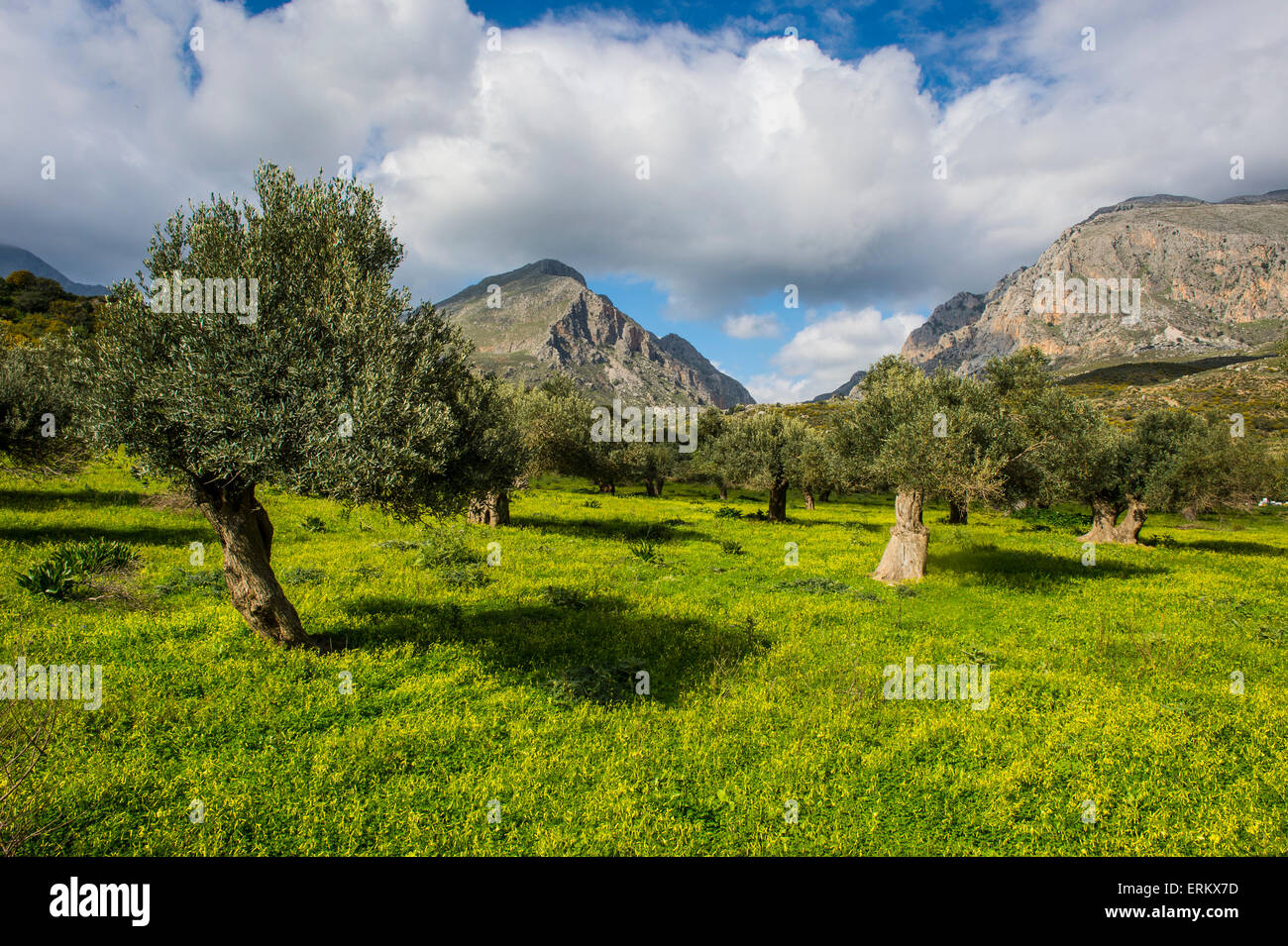 Blooming campo con olivos, Creta, las Islas Griegas, Grecia, Europa Foto de stock