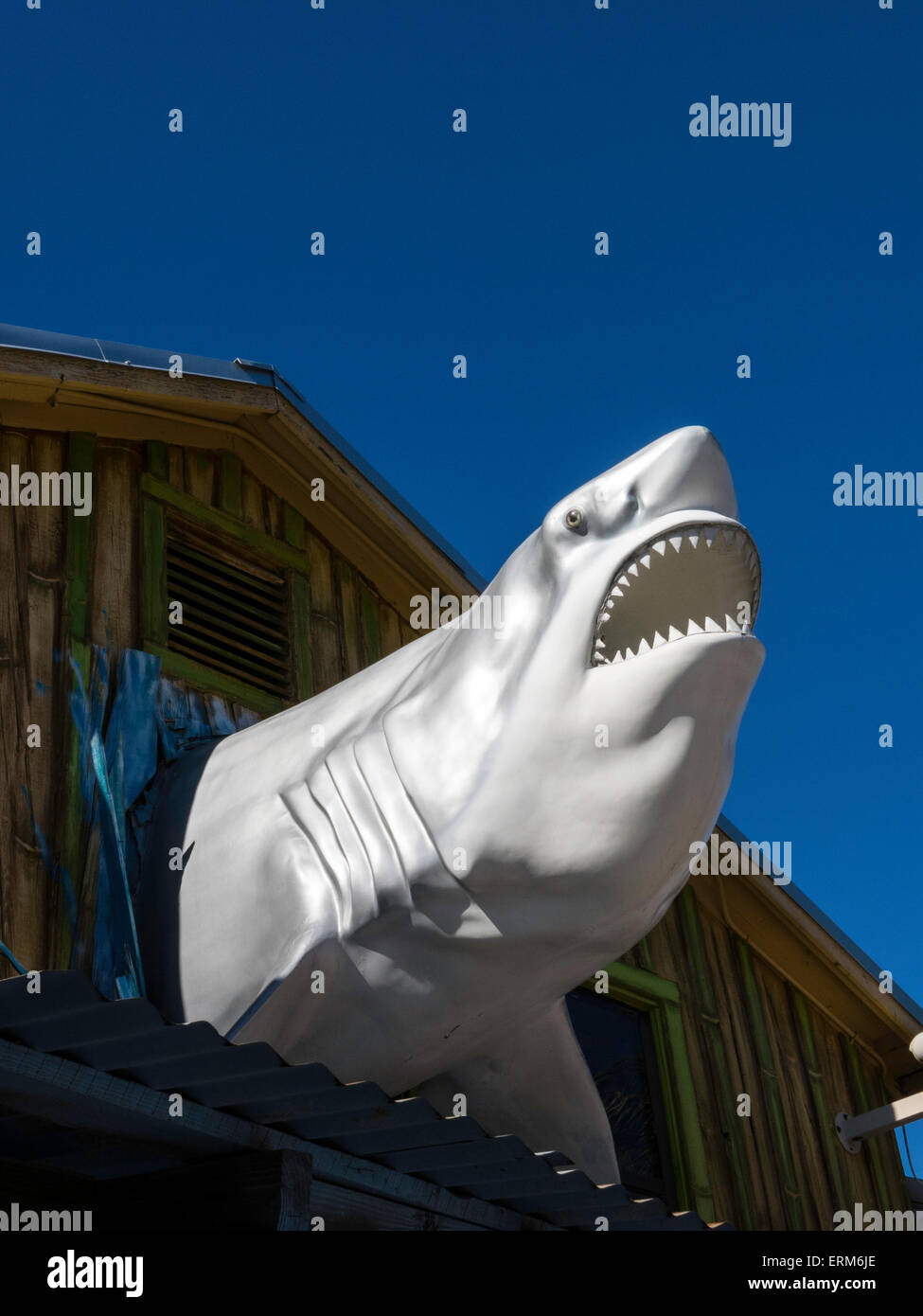 Tamaño de la vida de Cabeza de tiburón estatua, John's Pass, Madeira Beach, FL, EE.UU. Foto de stock