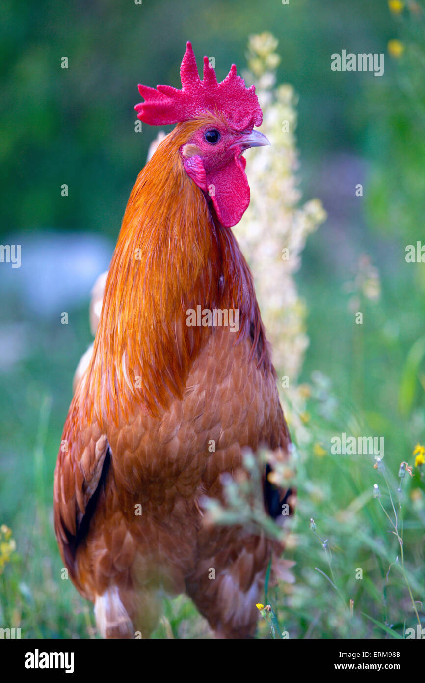 Retrato de gallo joven en pasto permanente Foto de stock