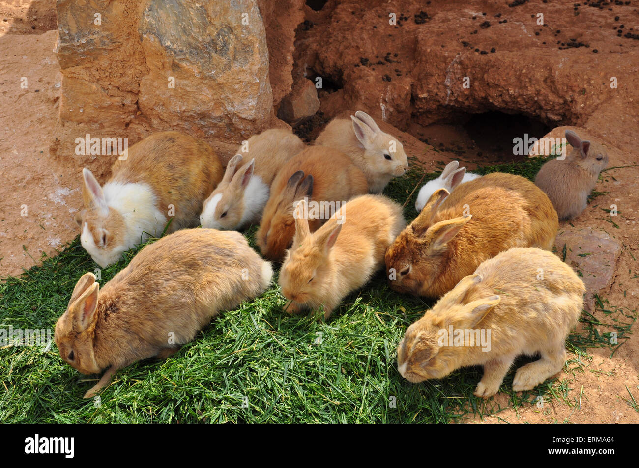 Los conejos alimentándose de hierba y el agujero del conejo. Los animales de granja. Foto de stock