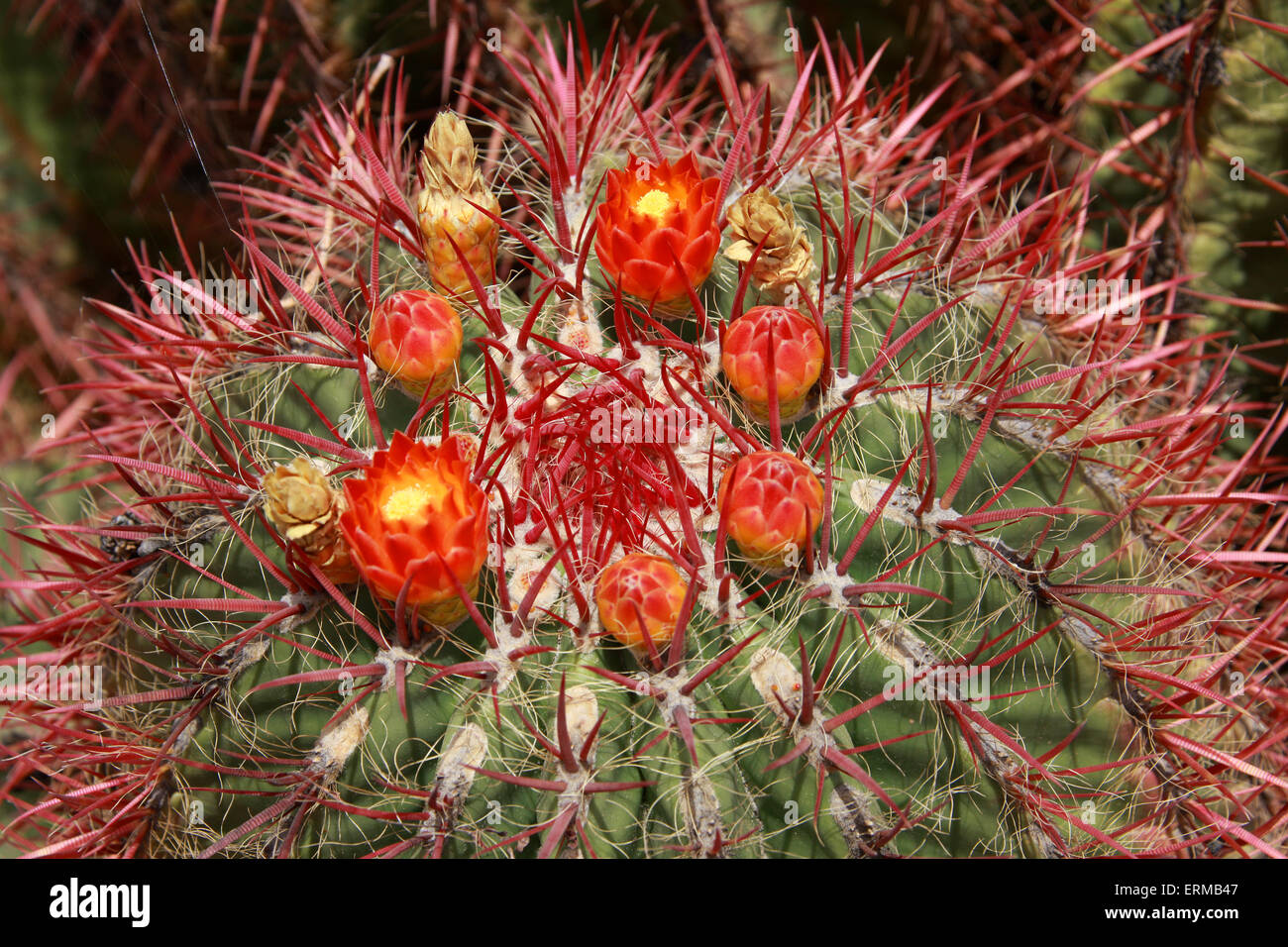 Cactus, Ferocactus pilosus, Cactaceae. México. Foto de stock
