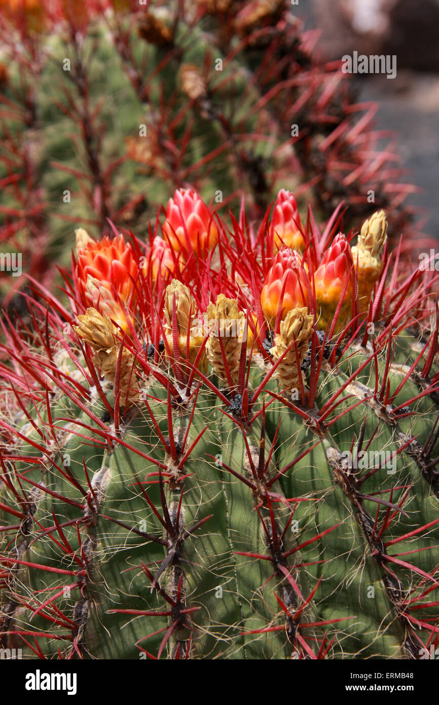 Cactus, Ferocactus pilosus, Cactaceae. México. Foto de stock
