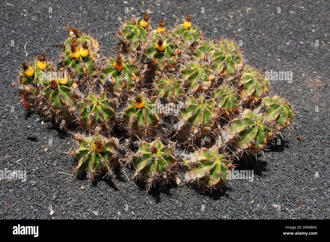 Cactus de barril, Ferocactus robustus, Cactaceae. México. Foto de stock