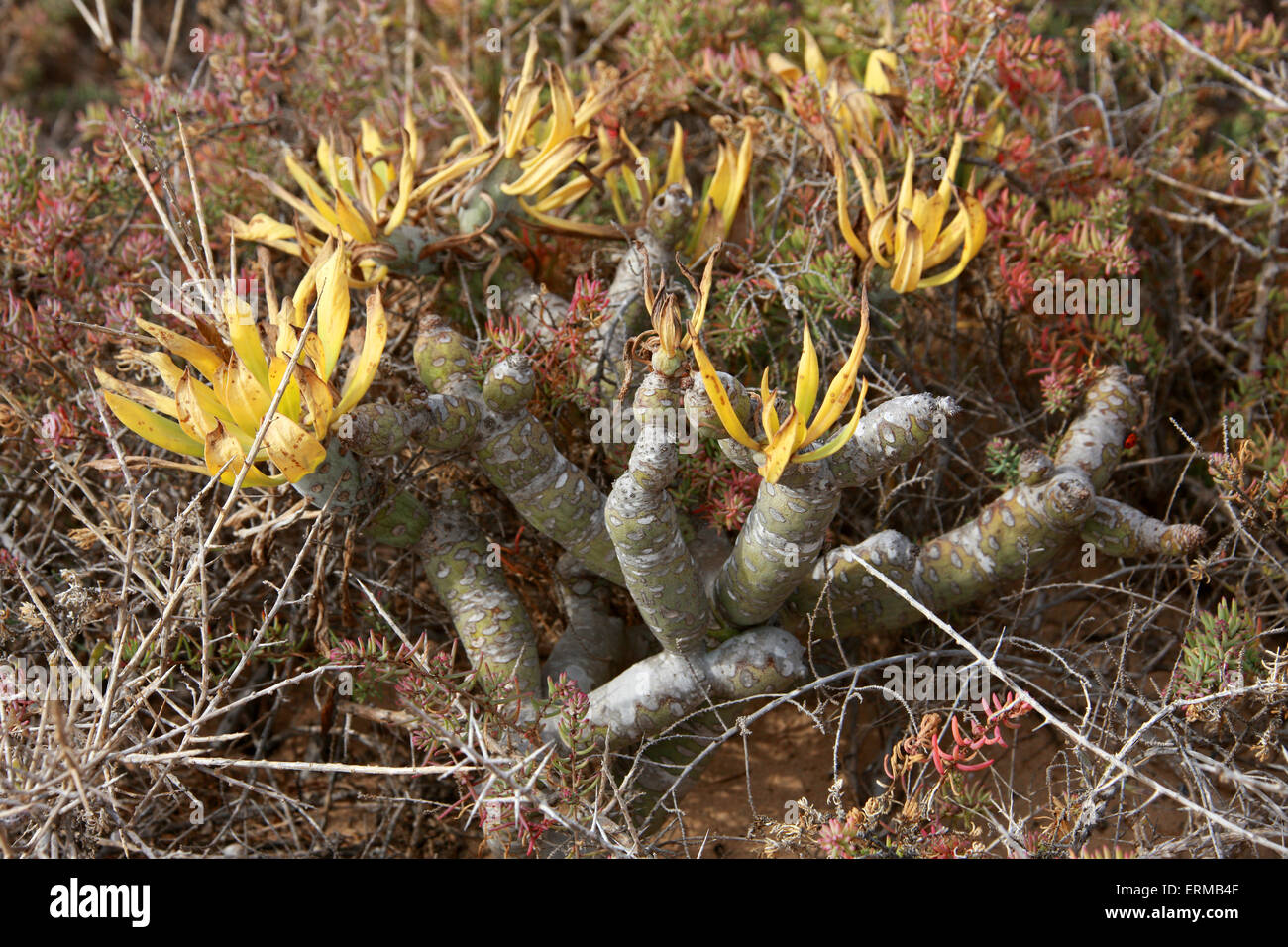Verode o Berode, verodes neriifolia, Asteraceae. Anteriormente conocida como Senecio verodes. Es nativa y endémica de las Islas Canarias. Foto de stock