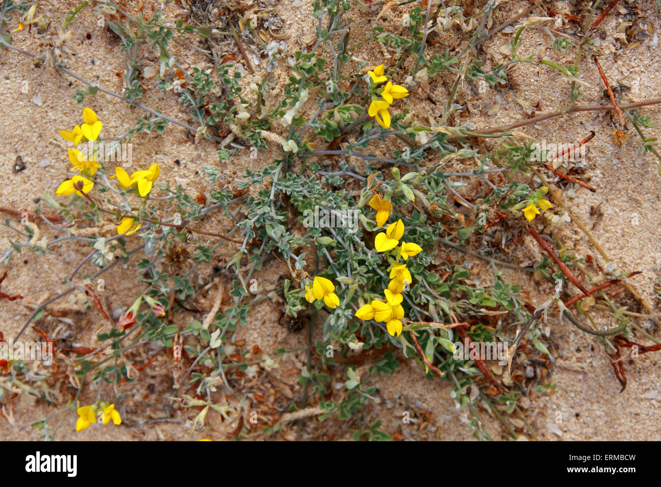 Bird's-pie el trébol, Lotus lancerottensis, Fabaceae. Planta del desierto, Correlajo NP Dunas, Fuerteventura, Islas Canarias, España. Foto de stock