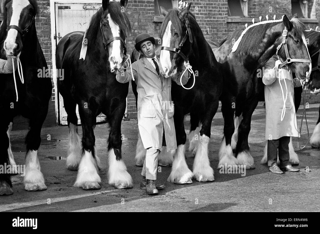 Young's Brewery Shire caballos, 12 de febrero de 1967. Foto de stock