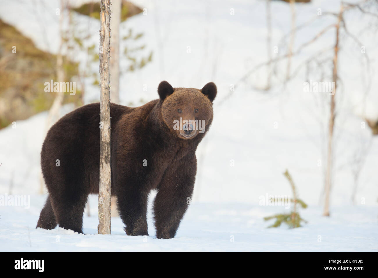 Euroasiática de oso pardo (Ursus arctos arctos), durante el invierno, Finlandia. Foto de stock