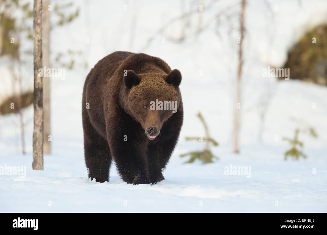 Euroasiática de oso pardo (Ursus arctos arctos), durante el invierno, Finlandia. Foto de stock