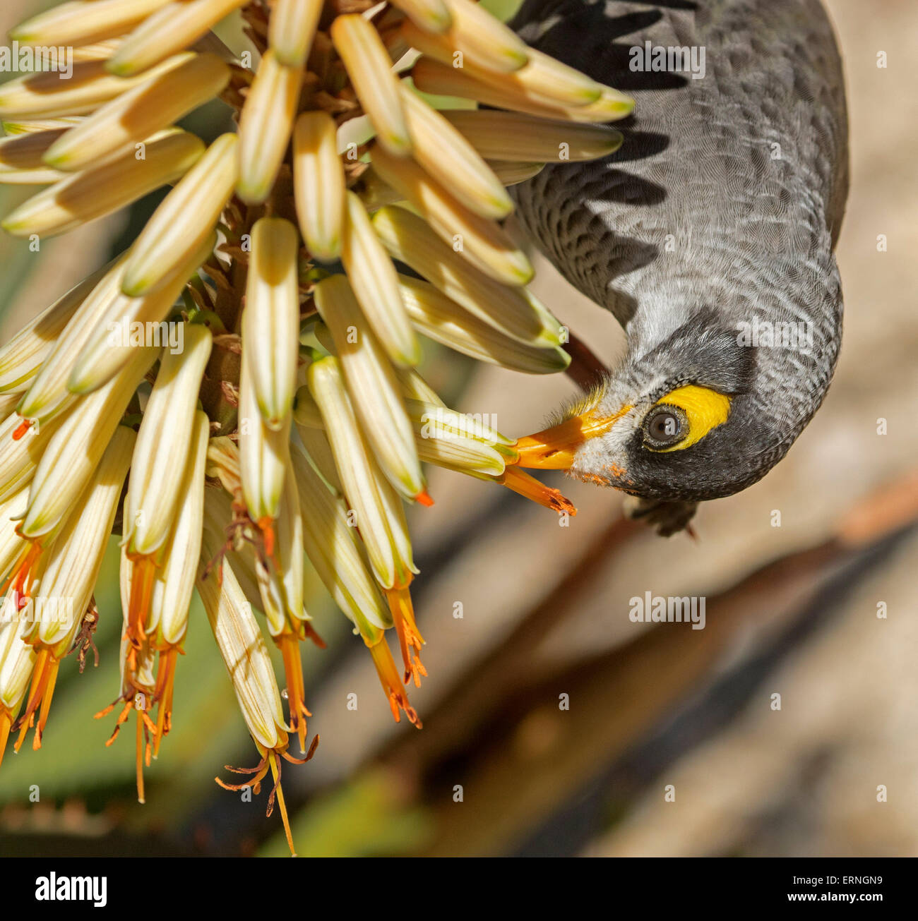 La minera ruidoso bird, Manorina melanocephala colgando cabeza abajo, alimentándose de flores tubulares crema de aloe en la planta jardín de Australia Foto de stock