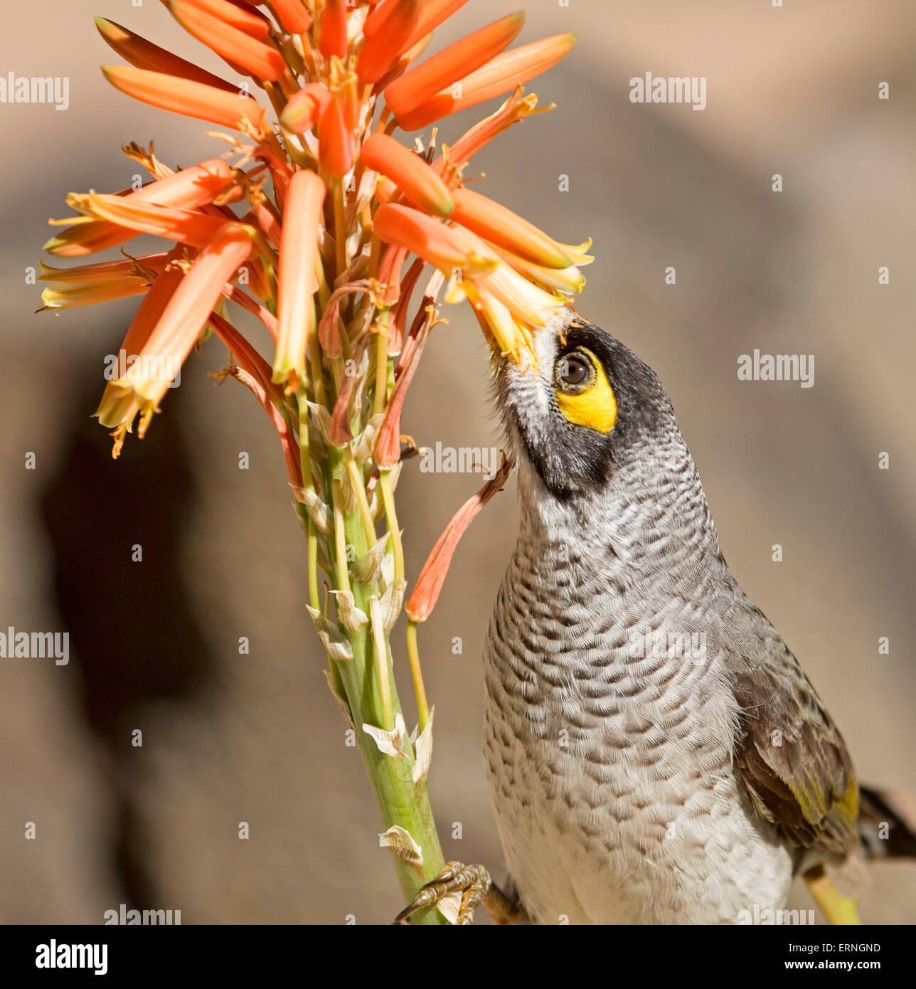 La minera ruidoso bird, Manorina melanocephala, alimentándose de flores de naranja de aloe, tolerantes a la sequía, plantas suculentas en Australian Urban Garden Foto de stock