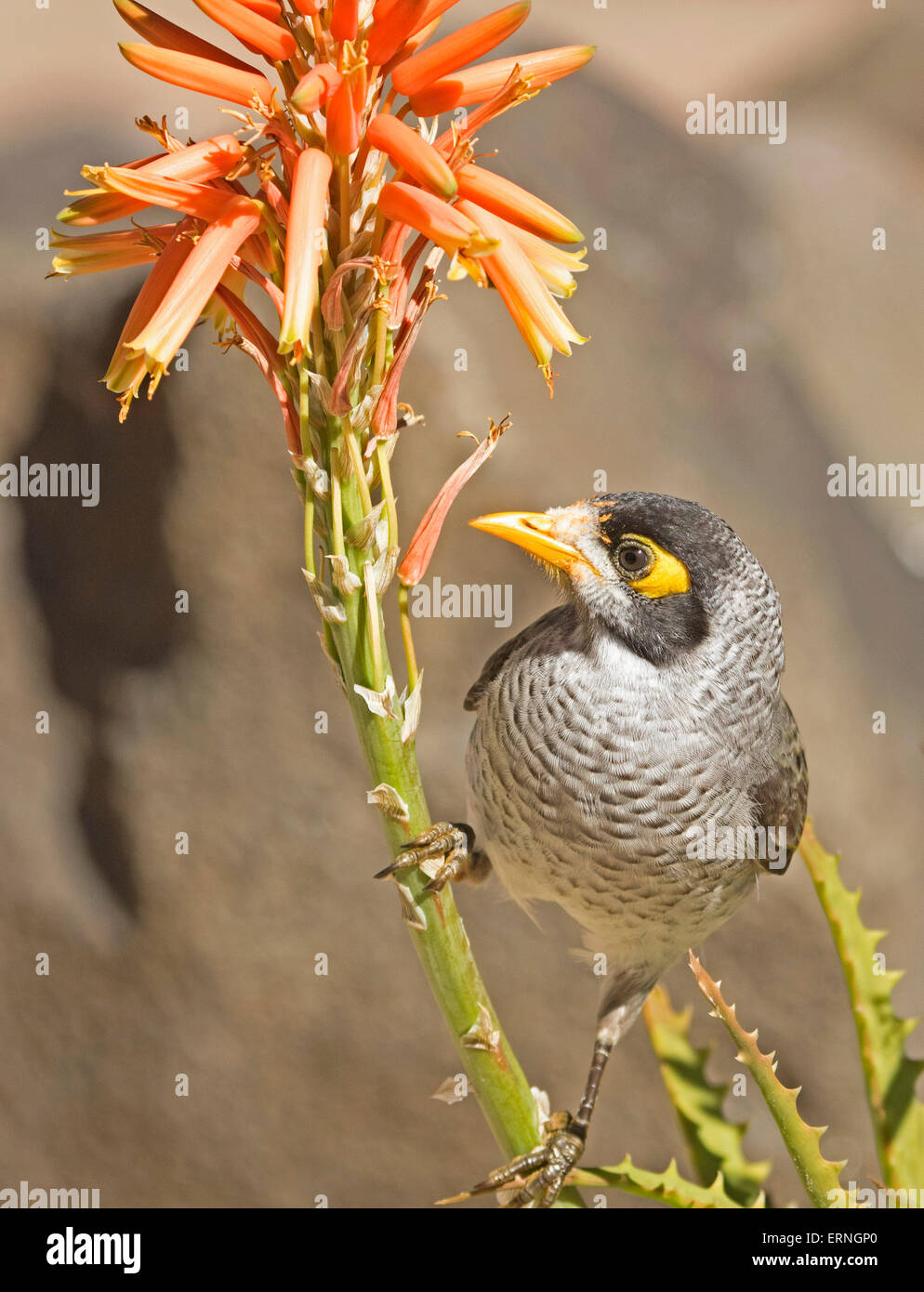 La minera ruidoso bird, Manorina melanocephala, alimentándose de flores de naranja de aloe, tolerantes a la sequía, plantas suculentas en Australian Urban Garden Foto de stock