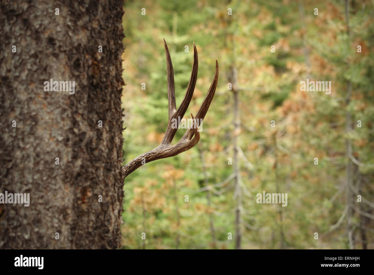 Buck venado bura escondiéndose detrás de árbol en el bosque Foto de stock