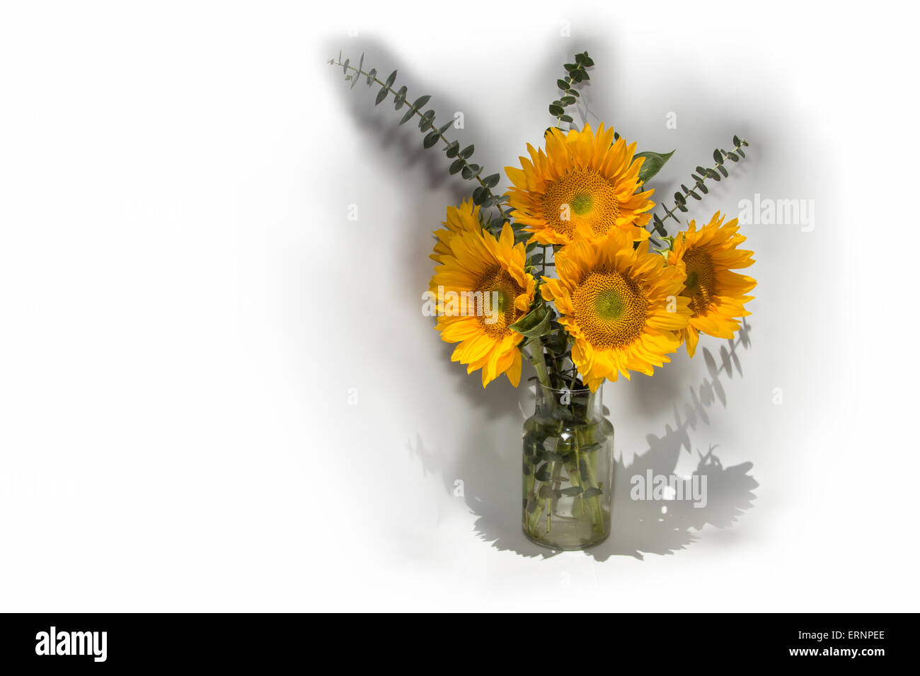 Girasol, Helianthus annuus, en un jarrón con hojas de eucalipto en
