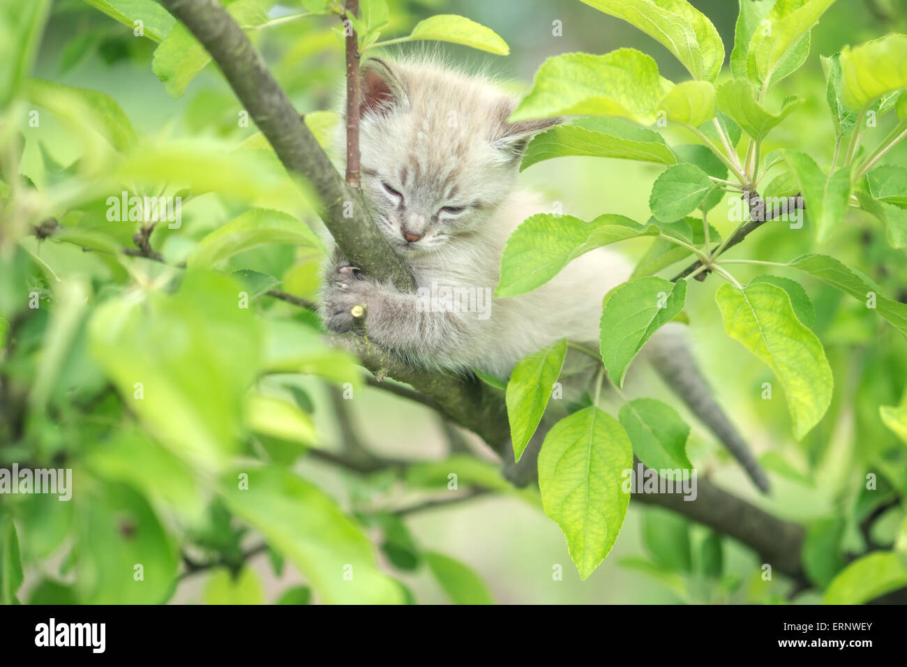 Pequeño gato en árbol closeup Foto de stock