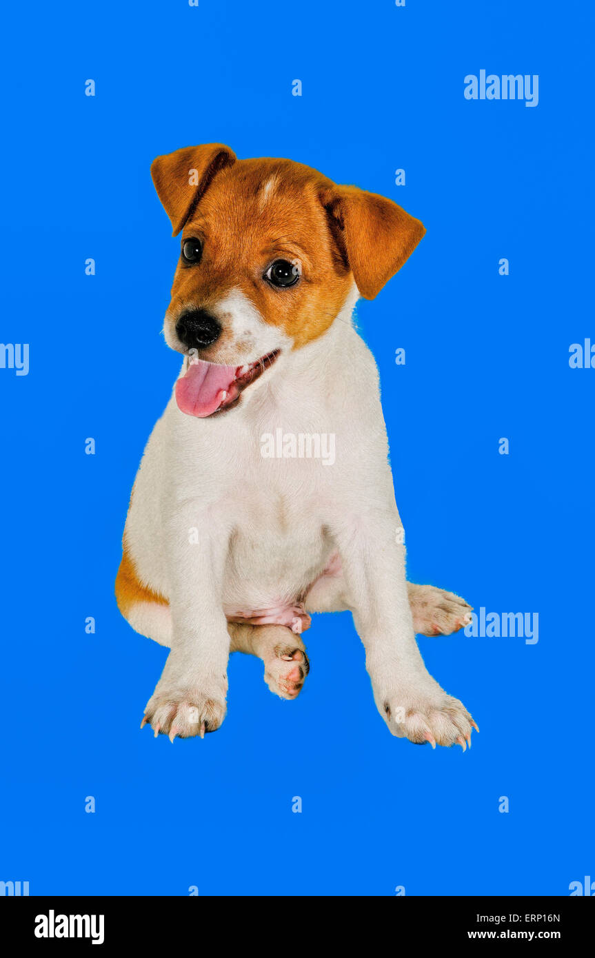 Puppy Chi hua hua cachorro sentado lengua colgando. Esta imagen es adecuado  como un protector de pantalla en tu teléfono móvil, Tablet o l Fotografía  de stock - Alamy